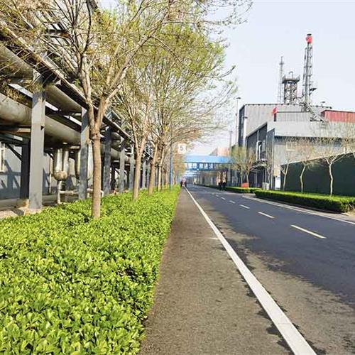 廠區(qū)道路